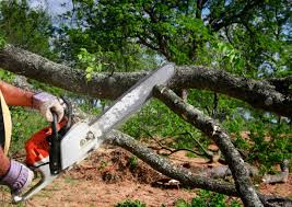 Best Tree Mulching  in Bee Cave, TX