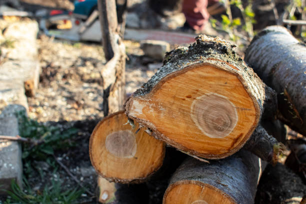 Reliable Bee Cave, TX Tree Care Solutions