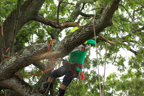 Best Lawn Watering Services  in Bee Cave, TX