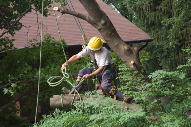 Pest Control for Lawns in Bee Cave, TX