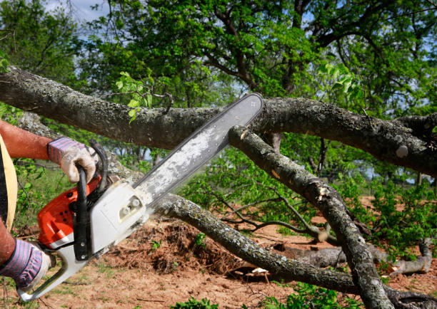 Best Grass Overseeding  in Bee Cave, TX